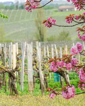 Session 3: Regions, Vintages and Climate